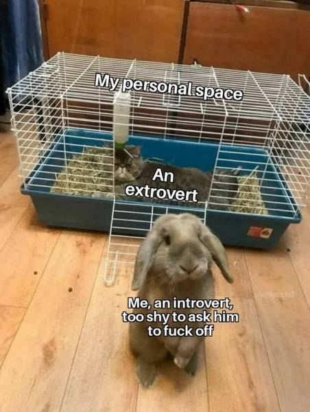 cat in rabbit cage meme - My personalspace An extrovert Me, an introvert, too shy to ask him to fuck off