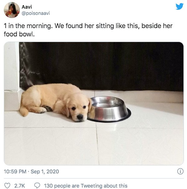 29 Of The Year's Best Pet Tweets