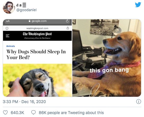 29 Of The Year's Best Pet Tweets