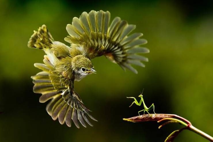 Praying mantis defending itself against a bird.