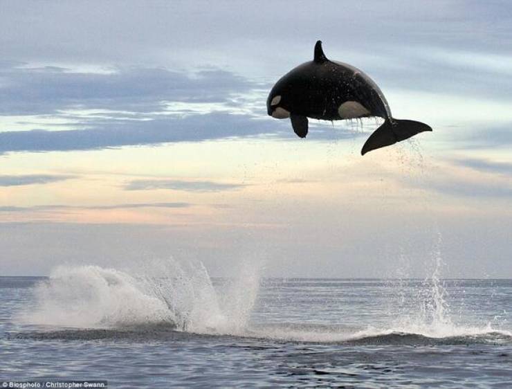 An eight-ton Orca jumping 20 feet out of the water.