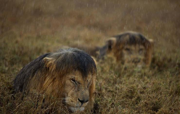 Lions in the rain.