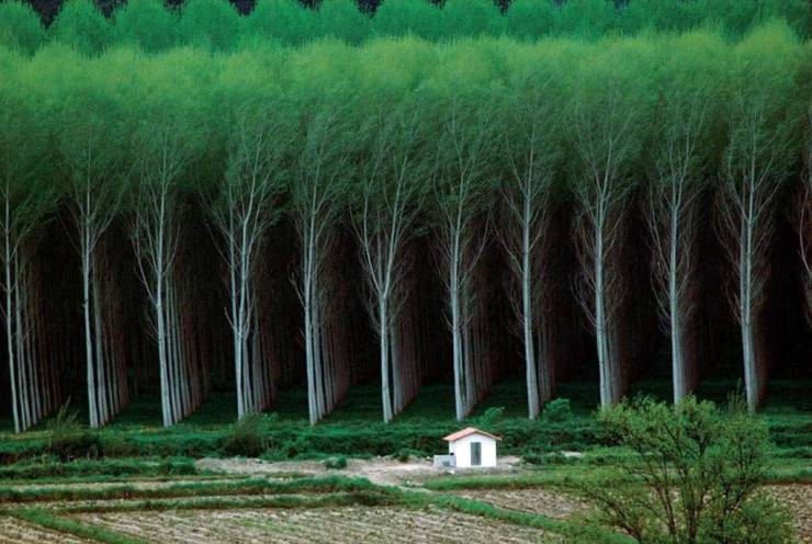 A tree farm.