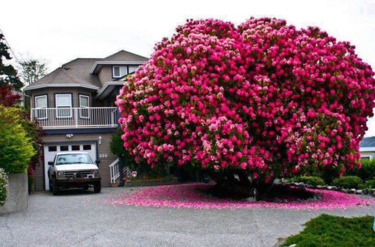 A huge rhododendron tree.