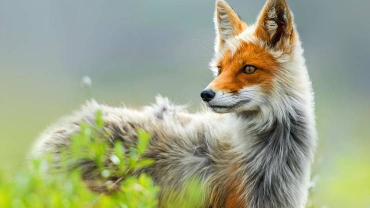 Russian red fox.