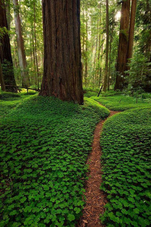 Clovers covering the floor of the California Redwood Forest.