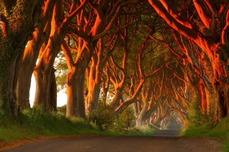 The Dark Hedges of Northern Ireland.