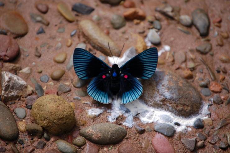 Apollo Metalmark Butterfly.