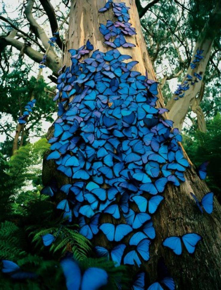 Blue butterflies in the Amazon rainforest.