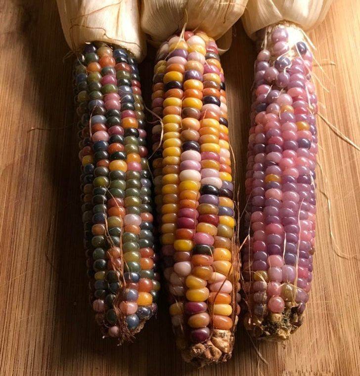 "3 ears I grew from the same heirloom corn variety."