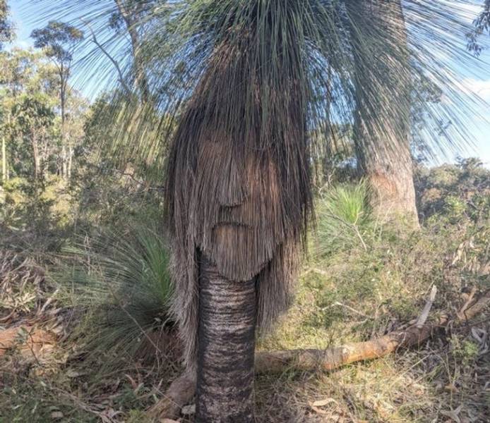 "Found a face on a tree today."