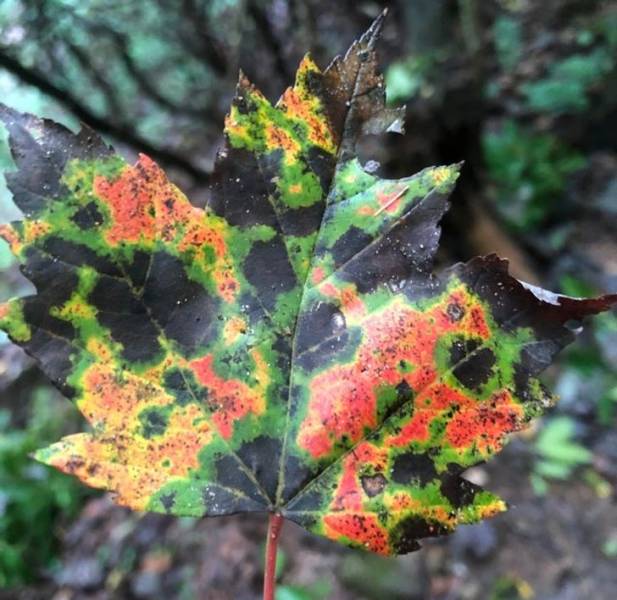 "I found this leaf that looks like a weather radar."