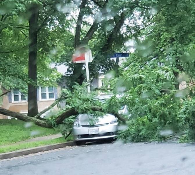 "This tree's curve went right over the hood of this car that it almost fell on."