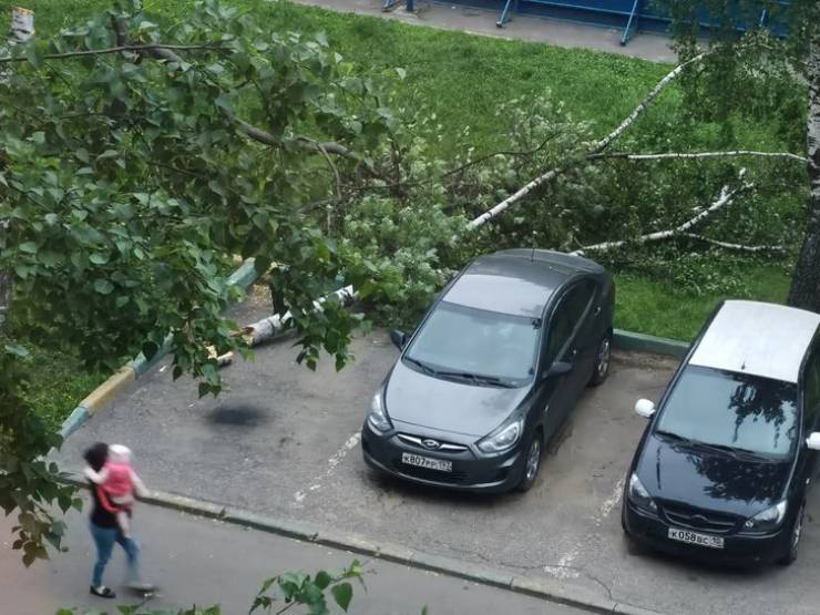 "The neighbor usually parks the car on the left, where the tree fell, but that night he parked it to the right."