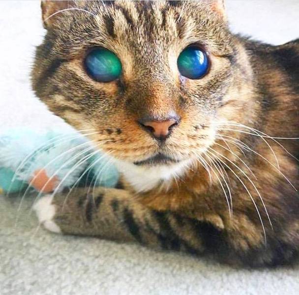 odd and unusual items - blind cat eyes