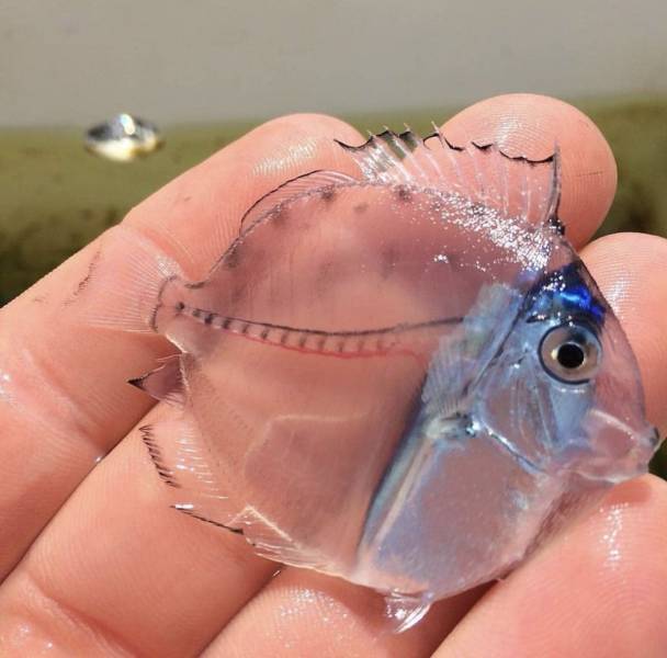 odd and unusual items - translucent fish