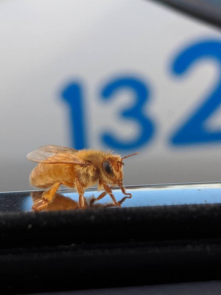 odd and unusual items - pure golden bee - 132