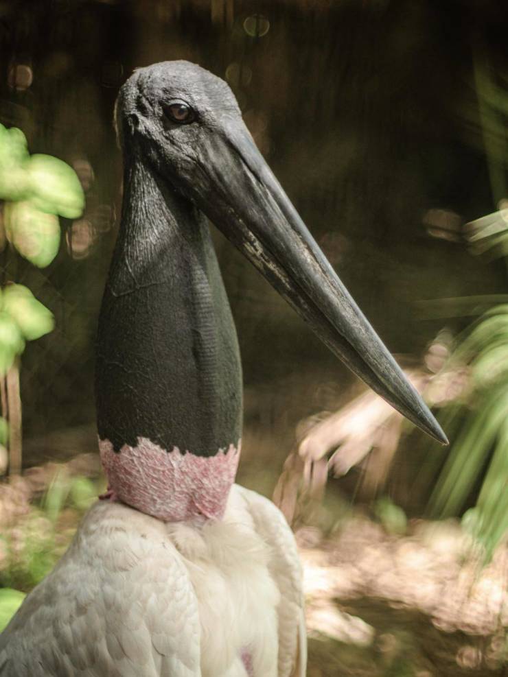 odd and unusual items - jabiru stork