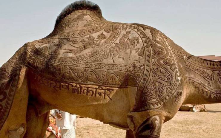 odd and unusual items - camel body art - Avvv S htt