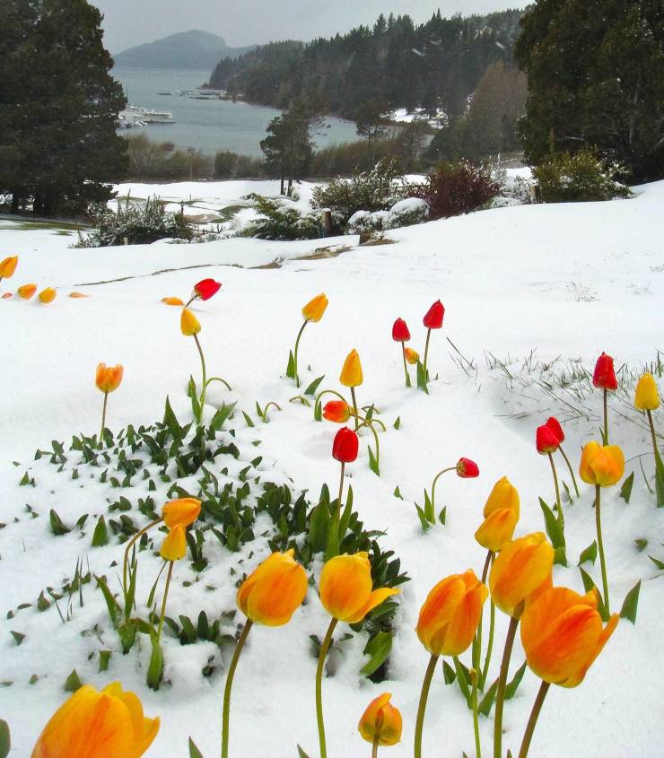 odd and unusual items - tulips in snow