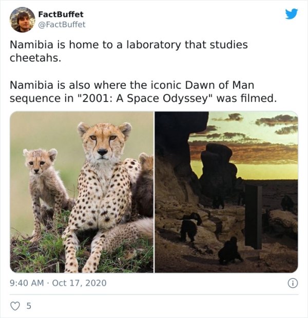 cheetah - FactBuffet Namibia is home to a laboratory that studies cheetahs. Namibia is also where the iconic Dawn of Man sequence in "2001 A Space Odyssey" was filmed. . 5