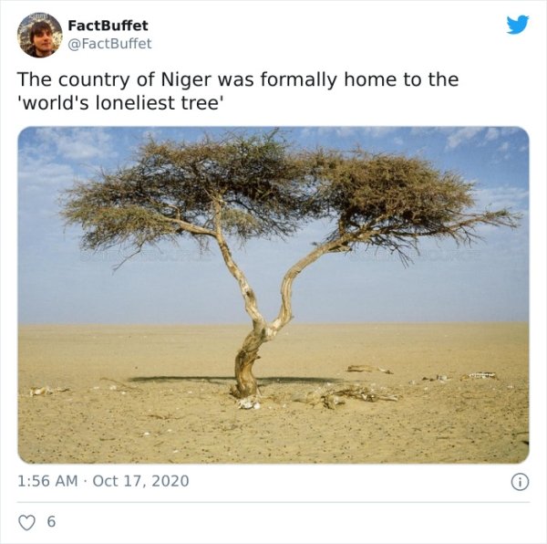 fauna - FactBuffet The country of Niger was formally home to the 'world's loneliest tree' . 6