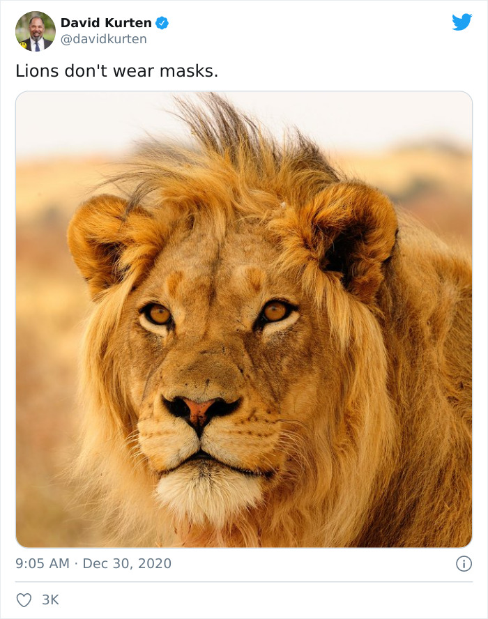 lions group - David Kurten Lions don't wear masks. 3K