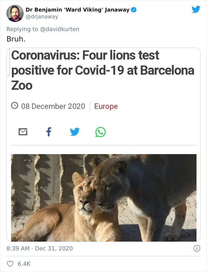 fauna - Dr Benjamin 'Ward Viking' Janaway Bruh. . Coronavirus Four lions test positive for Covid19 at Barcelona Zoo Europe f