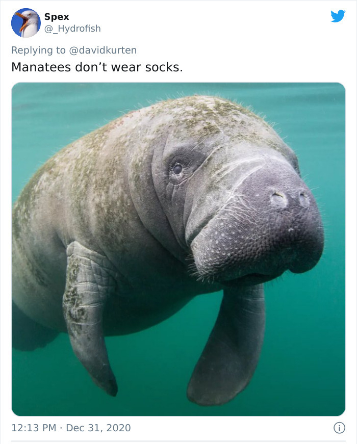 manatee florida - Spex Manatees don't wear socks. .