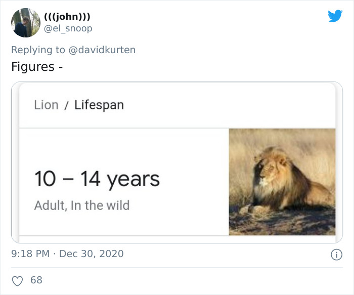 fauna - john Figures Lion Lifespan 10 14 years Adult, In the wild 68