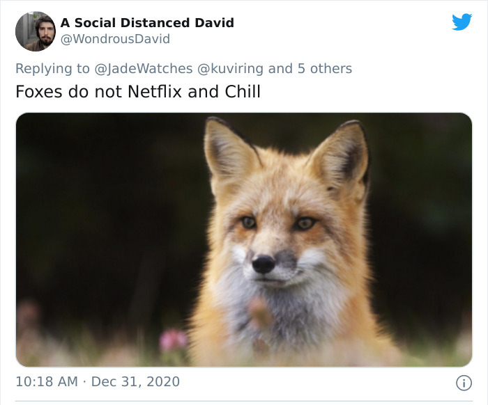 germany fox - A Social Distanced David David and 5 others Foxes do not Netflix and Chill