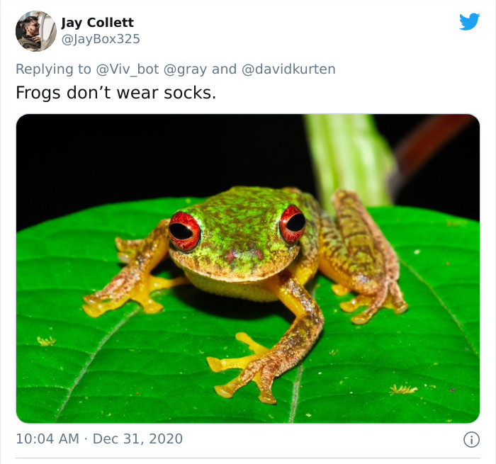 chytridiomycosis in frogs - Jay Collett and Frogs don't wear socks.