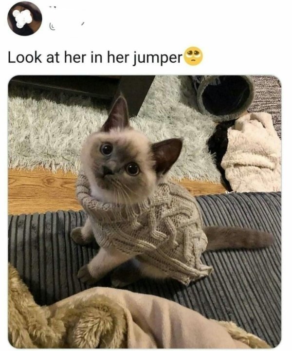 kitten wearing cardigan - Look at her in her jumper Ww