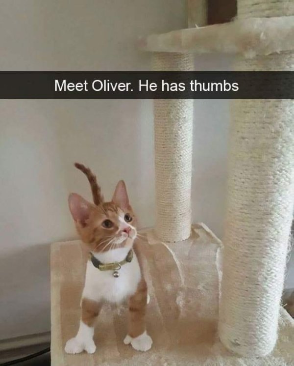 cats with thumbs - Meet Oliver. He has thumbs