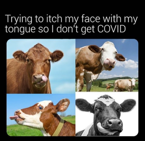 corona virus memes - fauna - Trying to itch my face with my tongue so I don't get Covid