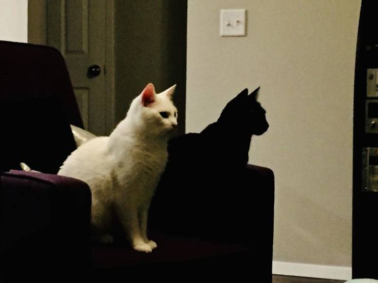 white cat black cat shadow