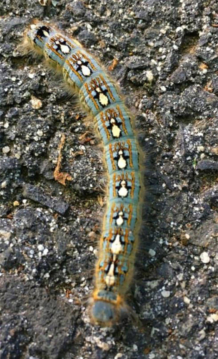 caterpillar with penguin pattern