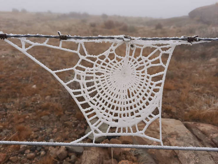 "Frozen Spider Web Looks Like A Knitting"