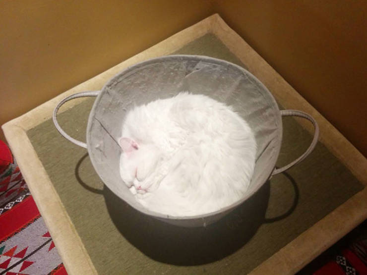 cat as liquid