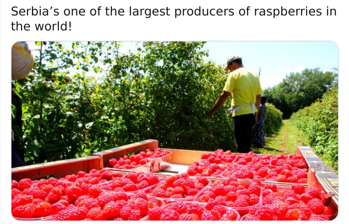 Serbia's one of the largest producers of raspberries in the world!