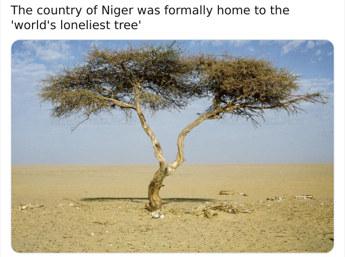 fauna - The country of Niger was formally home to the 'world's loneliest tree'