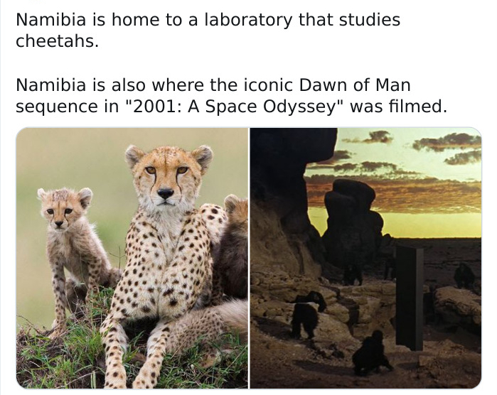 world cheetah day - Namibia is home to a laboratory that studies cheetahs. Namibia is also where the iconic Dawn of Man sequence in "2001 A Space Odyssey" was filmed.