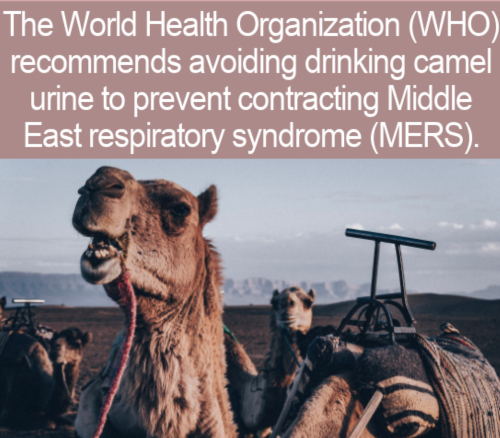 photo caption - The World Health Organization Who recommends avoiding drinking camel urine to prevent contracting Middle East respiratory syndrome Mers. T