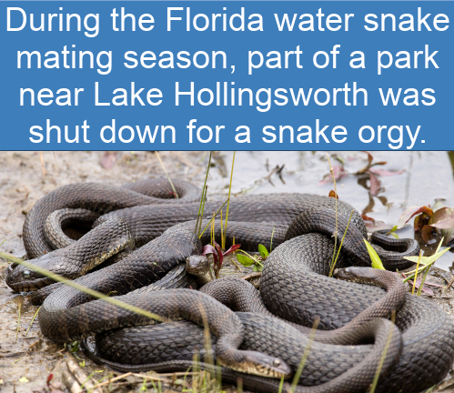 fauna - During the Florida water snake mating season, part of a park near Lake Hollingsworth was shut down for a snake orgy.