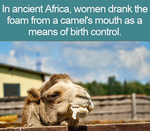 photo caption - In ancient Africa, women drank the foam from a camel's mouth as a means of birth control.