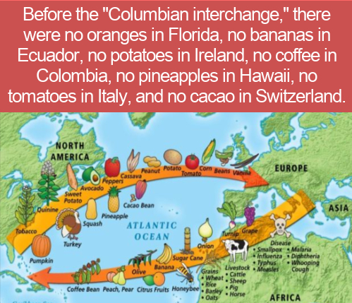 columbian exchange - Before the "Columbian interchange," there were no oranges in Florida, no bananas in Ecuador, no potatoes in Ireland, no coffee in Colombia, no pineapples in Hawaii, no tomatoes in Italy, and no cacao in Switzerland. potato tomate com 