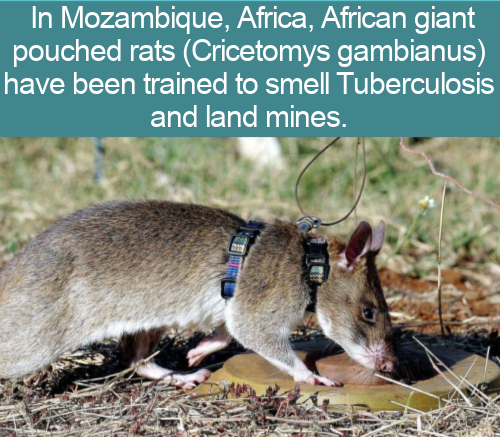 In Mozambique, Africa, African giant pouched rats Cricetomys gambianus have been trained to smell Tuberculosis and land mines.
