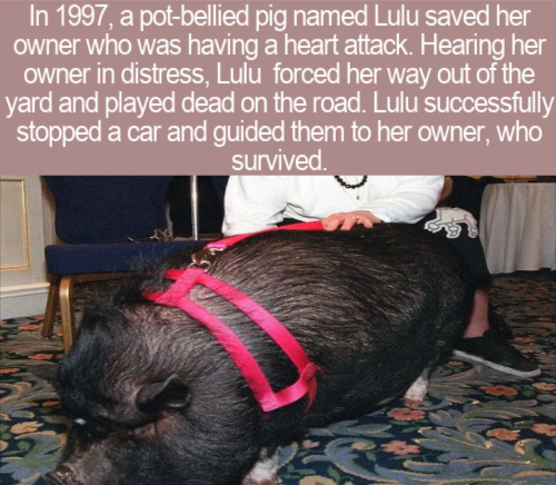 photo caption - In 1997, a potbellied pig named Lulu saved her owner who was having a heart attack. Hearing her owner in distress, Lulu forced her way out of the yard and played dead on the road. Lulu successfully stopped a car and guided them to her owne