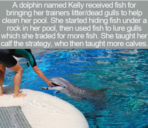 water - A dolphin named Kelly received fish for bringing her trainers litterdead gulls to help clean her pool. She started hiding fish under a rock in her pool, then used fish to lure gulls which she traded for more fish. She taught her calf the strategy,