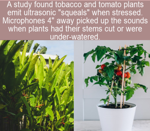 flowerpot - A study found tobacco and tomato plants emit ultrasonic "squeals" when stressed. Microphones 4" away picked up the sounds when plants had their stems cut or were underwatered.